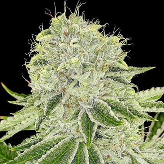 Cash Cow (Anesia Seeds) feminizowane