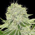 Cash Cow (Anesia Seeds) feminizowane