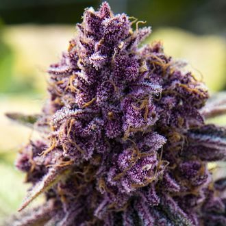 Dankberry (Anesia Seeds) Feminizowane