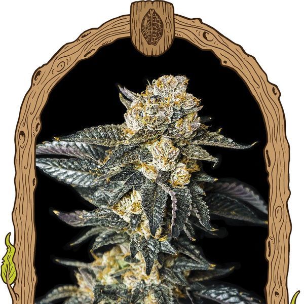 Zkittaberry Automat (Exotic Seed) feminizowane