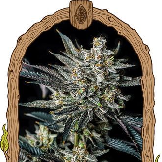 Jelly Bananen Automat (Exotic Seed) feminizowane