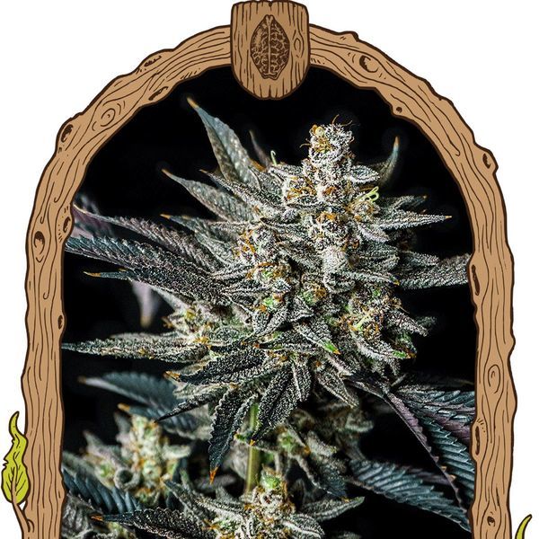 Jelly Bananen Automat (Exotic Seed) feminizowane