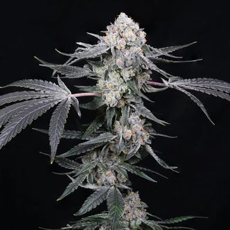 High Society (Compound Genetics) Feminizowane