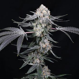 High Society (Compound Genetics) Feminizowane