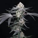 High Society (Compound Genetics) Feminizowane