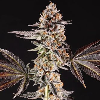 La Bomba (Compound Genetics) feminizowane