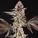 La Bomba (Compound Genetics) feminizowane
