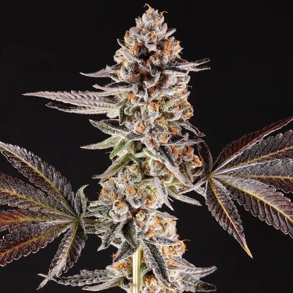 La Bomba (Compound Genetics) feminizowane