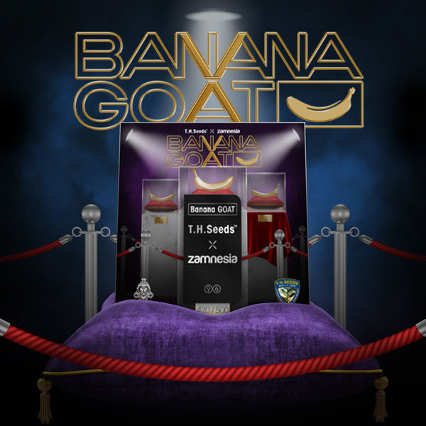 Banana GOAT (T.H. Seeds x Zamnesia Seeds) Nasiona marihuany feminizowane