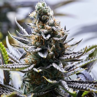 Chapel Of Love (Purple City Genetics) feminizowane