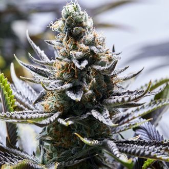 Chapel Of Love (Purple City Genetics) feminizowane