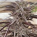 Fillmore Slim (Purple City Genetics) feminizowane