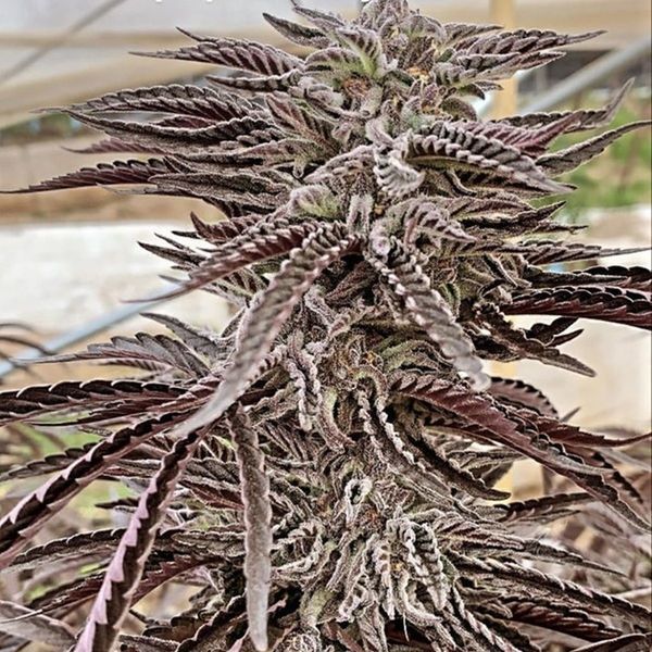 Fillmore Slim (Purple City Genetics) feminizowane