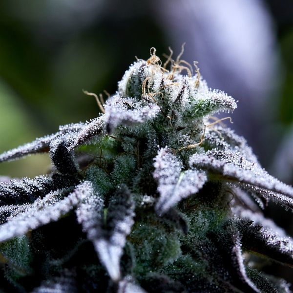 Bulletproof Wallet (Purple City Genetics) feminizowane