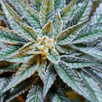 Gush Mints S1 (Purple City Genetics) feminizowane