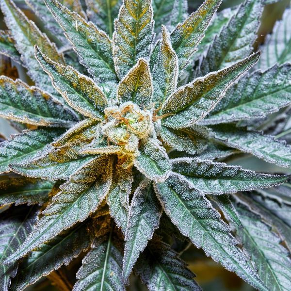 Gush Mints S1 (Purple City Genetics) feminizowane