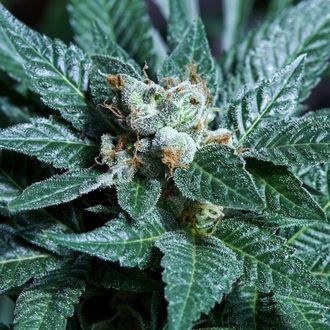 Platinum Bird (Purple City Genetics) Feminizowane