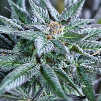 Berry Bonds Automat (Purple City Genetics) Nasiona feminizowane