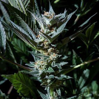 Velvet Lushers (Purple City Genetics) nasiona marihuany feminizowane