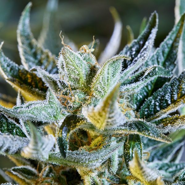 Afberry Automat (Purple City Genetics) feminizowane