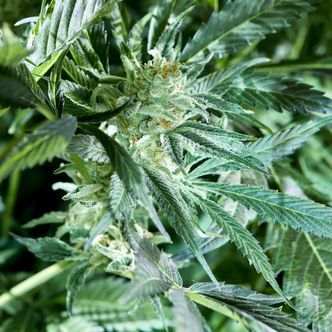 Fresh Pressed Runtz (Purple City Genetics) feminizowane