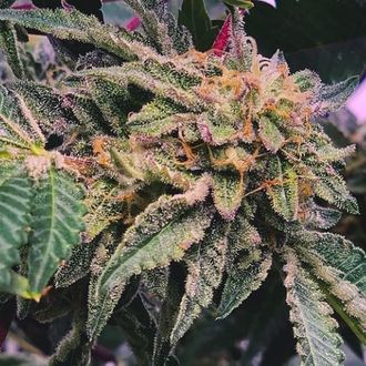 Alfajores (Purple City Genetics) feminizowane