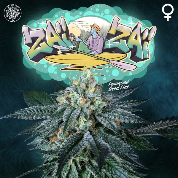 Zaï Zaï (Perfect Tree) feminizowane