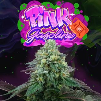 Pink Gasoline (Perfect Tree) feminizowane
