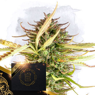 X (Zamnesia Seeds) Feminizowane
