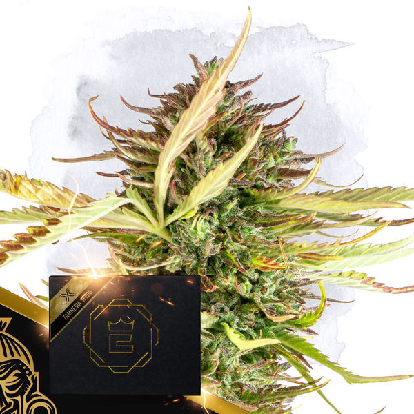 X (Zamnesia Seeds) Feminizowane