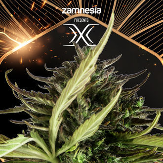 X (Zamnesia Seeds) Feminizowane