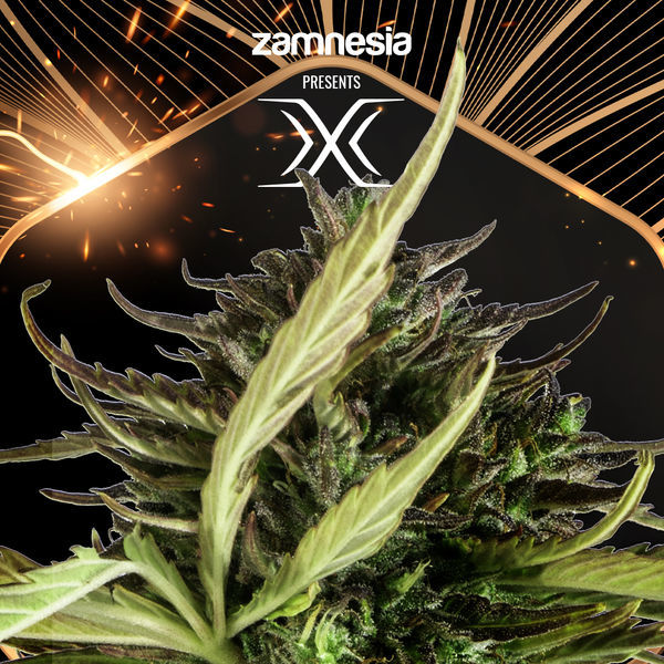 X (Zamnesia Seeds) Feminizowane