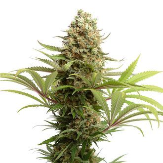 Banana Slush (Amsterdam Genetics) feminizowane