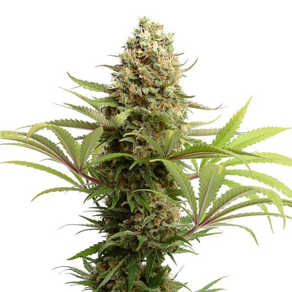 Banana Slush (Amsterdam Genetics) feminizowane