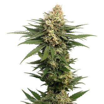 Dynamighty Automat (Amsterdam Genetics) feminizowane