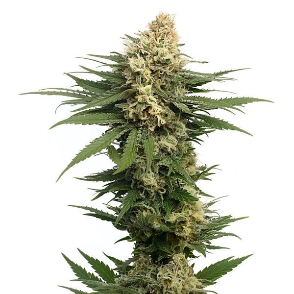 Dynamighty Automat (Amsterdam Genetics) feminizowane