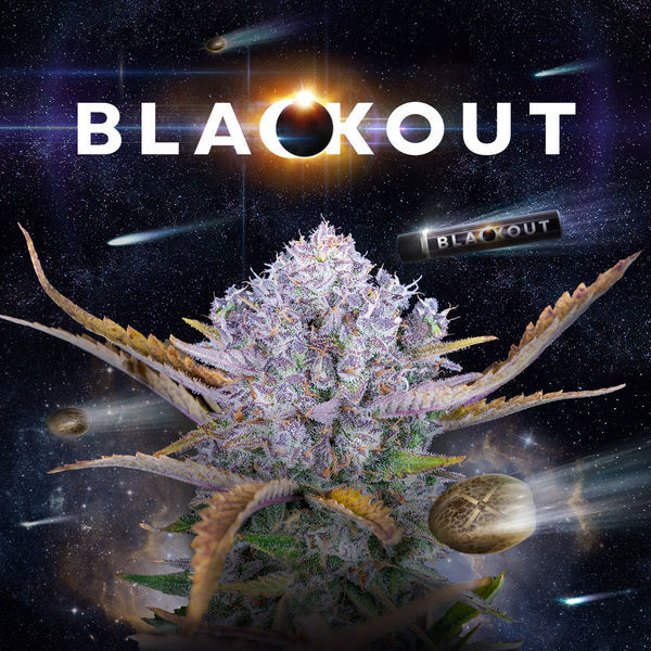 Blackout Automat (FastBuds x Zamnesia Seeds) feminizowane