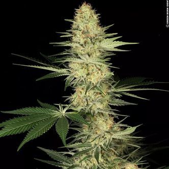 Lucid Bolt (Paradise Seeds) feminizowane