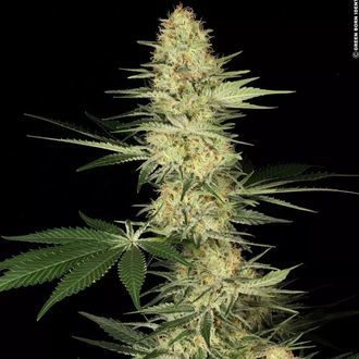 Lucid Bolt (Paradise Seeds) nasiona marihuany feminizowane