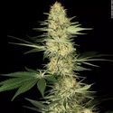 Lucid Bolt (Paradise Seeds) nasiona marihuany feminizowane