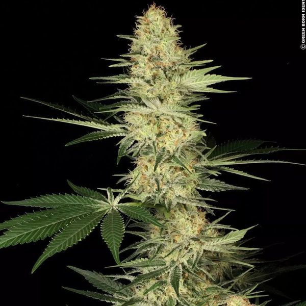 Lucid Bolt (Paradise Seeds) nasiona marihuany feminizowane