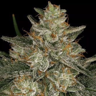 Dutch Kush (Paradise Seeds) feminizowane