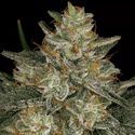Dutch Kush (Paradise Seeds) feminizowane