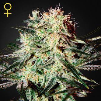 Arjan's Strawberry Haze (Greenhouse Seeds) feminizowane