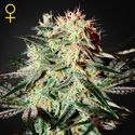 Arjan's Strawberry Haze (Greenhouse Seeds) feminizowane