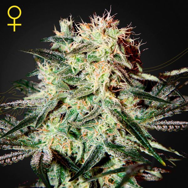 Arjan's Strawberry Haze (Greenhouse Seeds) feminizowane