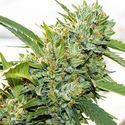 Vision Kosher (Vision Seeds) Feminizowane