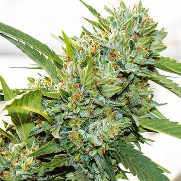 Vision Kosher (Vision Seeds) Feminizowane