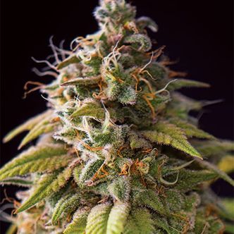 Caramel Monster (Vision Seeds) feminizowane