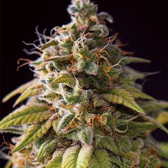 Caramel Monster (Vision Seeds) feminizowane